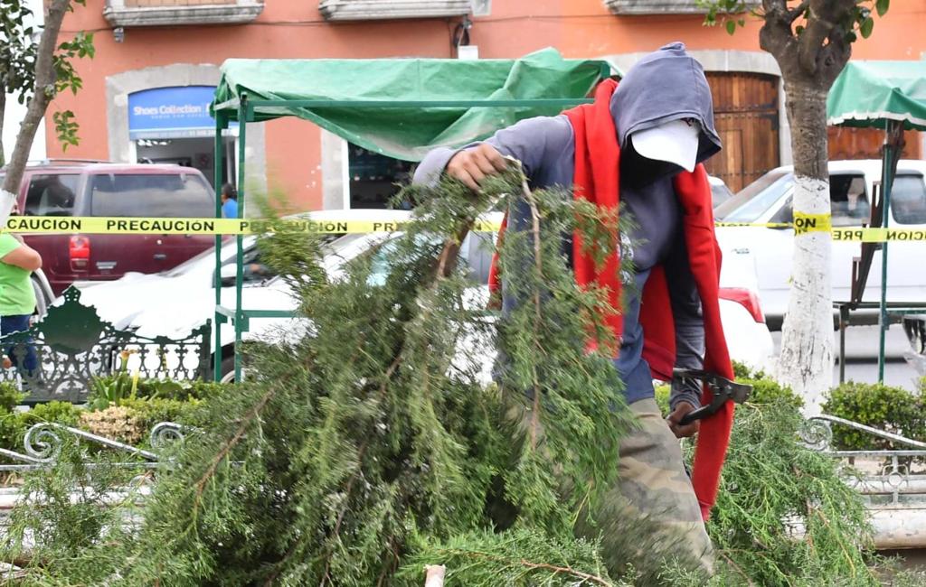 Invita gobierno de Huamantla a reciclar tu árbol natural de navidad